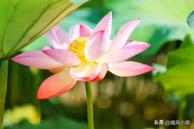 剛學走路的寶寶被開水燙傷，治療需要30萬，婆婆卻讓我娘家全部出
