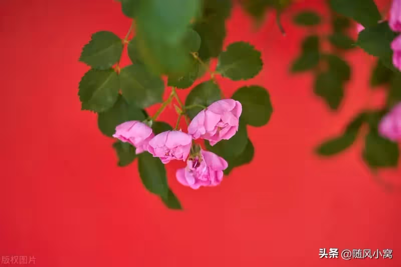 侄子結婚，我給了3萬禮金，媽媽卻說太少了，應該要把房子讓給他