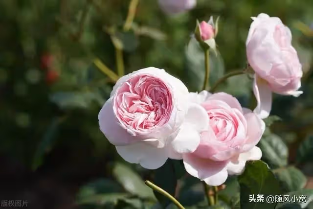 男友完成大項目，送給我菜花，卻送他媽金鐲子，我乾脆利落分了手