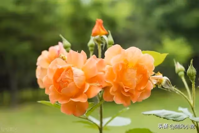 男友完成大項目，送給我菜花，卻送他媽金鐲子，我乾脆利落分了手