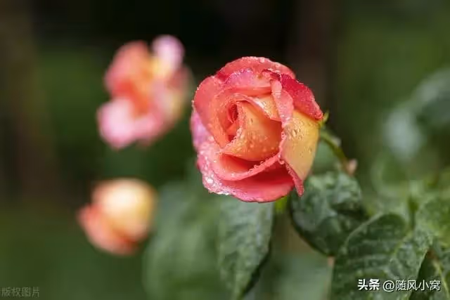 男友完成大項目，送給我菜花，卻送他媽金鐲子，我乾脆利落分了手