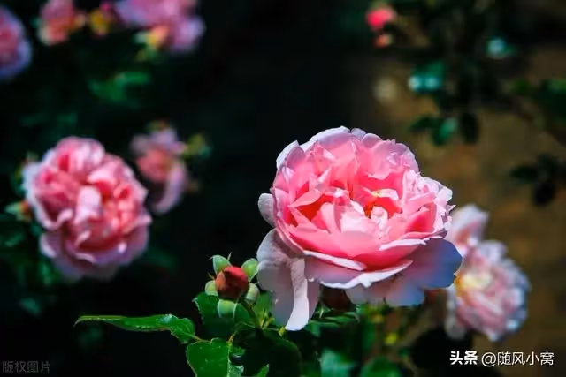 男友完成大項目，送給我菜花，卻送他媽金鐲子，我乾脆利落分了手