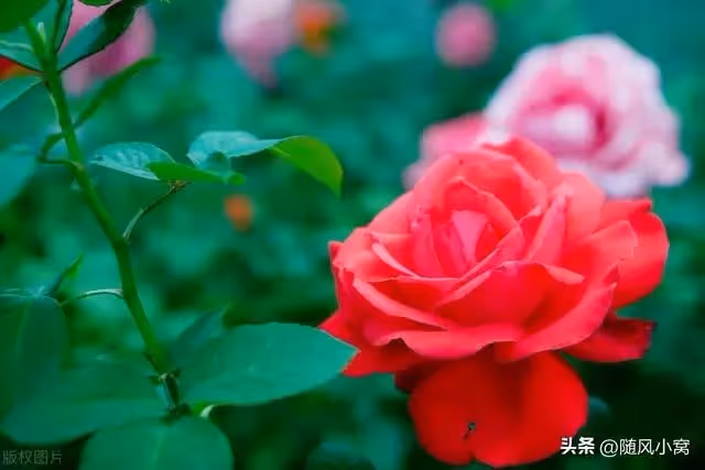 老公出軌後確診肺癌，公婆要賣房子給他治病，我果斷要求籤字離婚