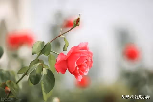 老公出軌後確診肺癌，公婆要賣房子給他治病，我果斷要求籤字離婚
