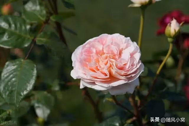 老公出軌後確診肺癌，公婆要賣房子給他治病，我果斷要求籤字離婚