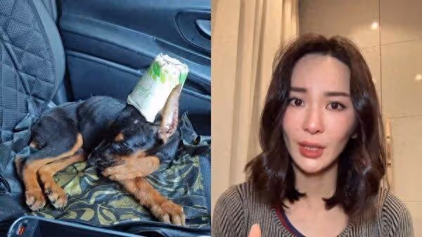 杜賓犬遭剪耳「縫紙杯膠水黏死」!港女星淚揭殘忍手法:人神共憤
