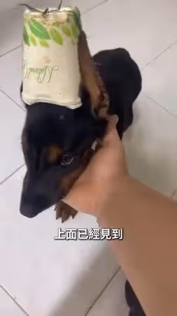 杜賓犬遭剪耳「縫紙杯膠水黏死」!港女星淚揭殘忍手法:人神共憤