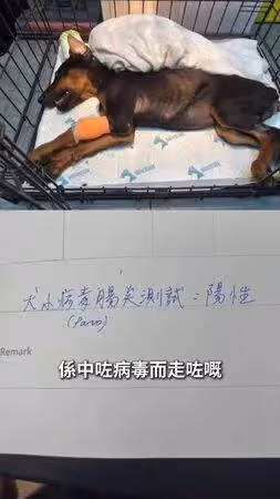 杜賓犬遭剪耳「縫紙杯膠水黏死」!港女星淚揭殘忍手法:人神共憤
