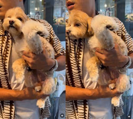 愛犬寄宿寵物旅館! 韓藝瑟接回時「狗前腿卻彎曲變形」瞬間崩潰