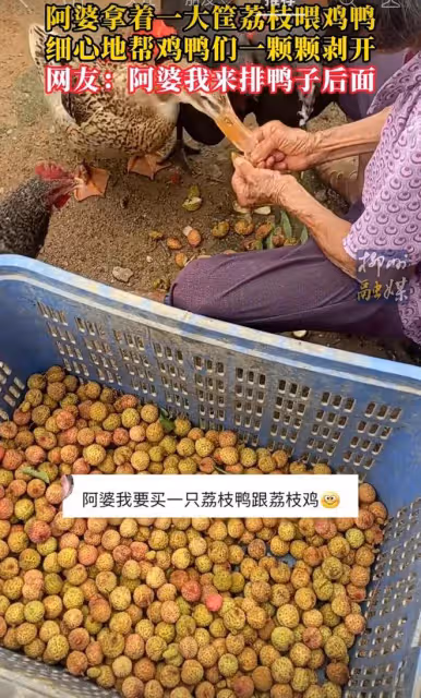 老人拿一筐荔枝喂雞鴨，還細心一顆顆剝開，網友：我來排鴨子後面