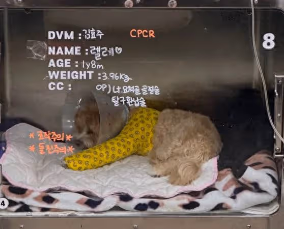 愛犬接回前一刻「遭職員失手摔斷腿」! 韓藝瑟心疼曝術後照