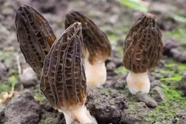 「菌中之王」羊肚菌，教你15道神仙素食吃法！