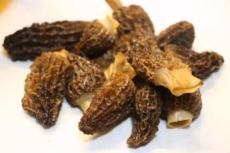 「菌中之王」羊肚菌，教你15道神仙素食吃法！