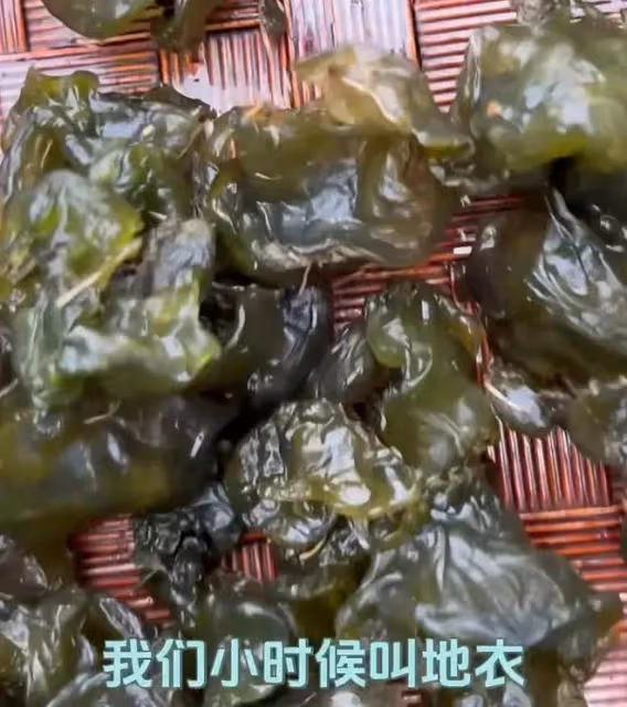 62歲何賽飛上山挖野菜,蹲地上扒了一籃子地皮菜,用雞蛋炒香迷糊