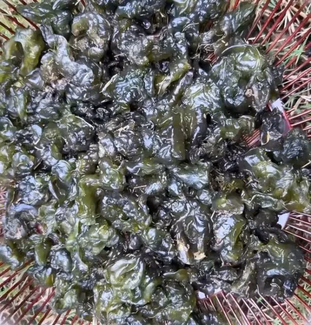 62歲何賽飛上山挖野菜,蹲地上扒了一籃子地皮菜,用雞蛋炒香迷糊