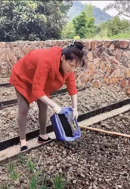 62歲何賽飛上山挖野菜,蹲地上扒了一籃子地皮菜,用雞蛋炒香迷糊