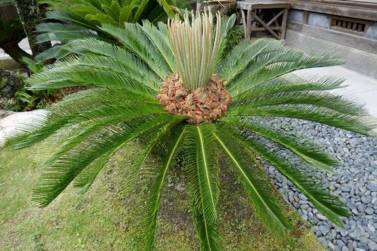 「小暑」雙魚、金牛闢財源　這星座穩定獲利
