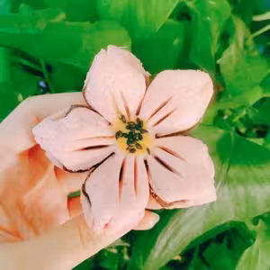 桃花酥🌸（超簡單方子，一次成功）