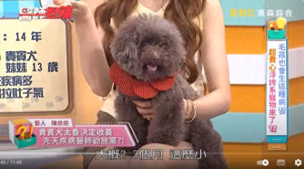 愛犬被判「活不過3歲」!病因連醫生也勸放棄 依依13年醫療費超驚人