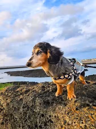 SHINee鍾鉉15歲愛犬Roo離世！曾走失3天奇蹟尋回　粉絲哀悼引淚崩