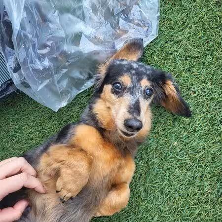 SHINee鍾鉉15歲愛犬Roo離世！曾走失3天奇蹟尋回　粉絲哀悼引淚崩