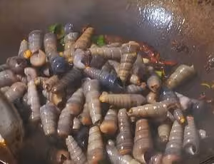 家常燒釘螺
