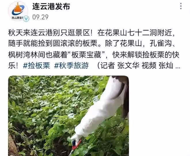 一顆板栗殼，干翻一座城，太荒誕了