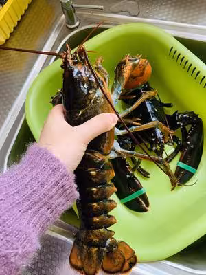 美味無敵的清蒸波士頓龍蝦