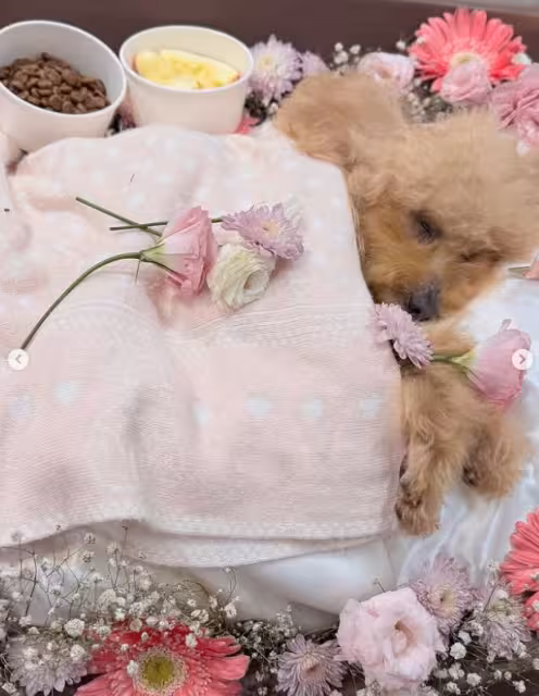 TVB知名花旦兩愛犬接連離世！傷感發文直呼「媽媽不捨得」！此事居然上內地熱搜引發討論！