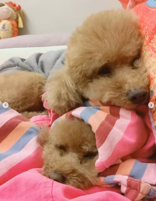 TVB知名花旦兩愛犬接連離世！傷感發文直呼「媽媽不捨得」！此事居然上內地熱搜引發討論！