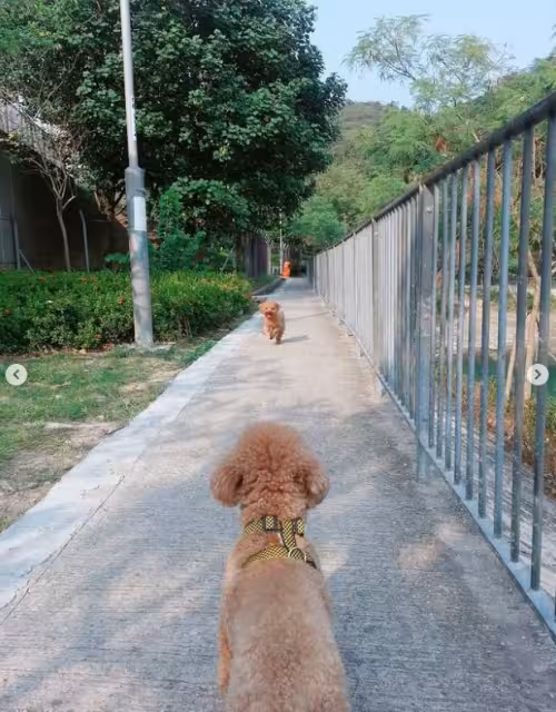 TVB知名花旦兩愛犬接連離世！傷感發文直呼「媽媽不捨得」！此事居然上內地熱搜引發討論！