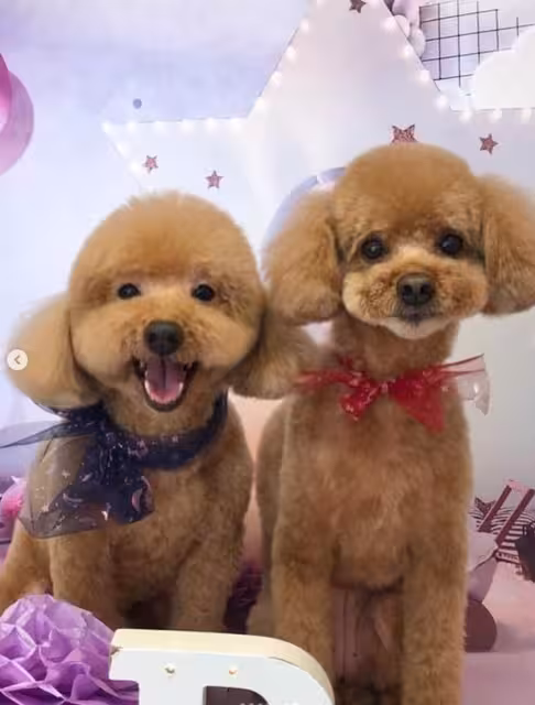 TVB知名花旦兩愛犬接連離世！傷感發文直呼「媽媽不捨得」！此事居然上內地熱搜引發討論！