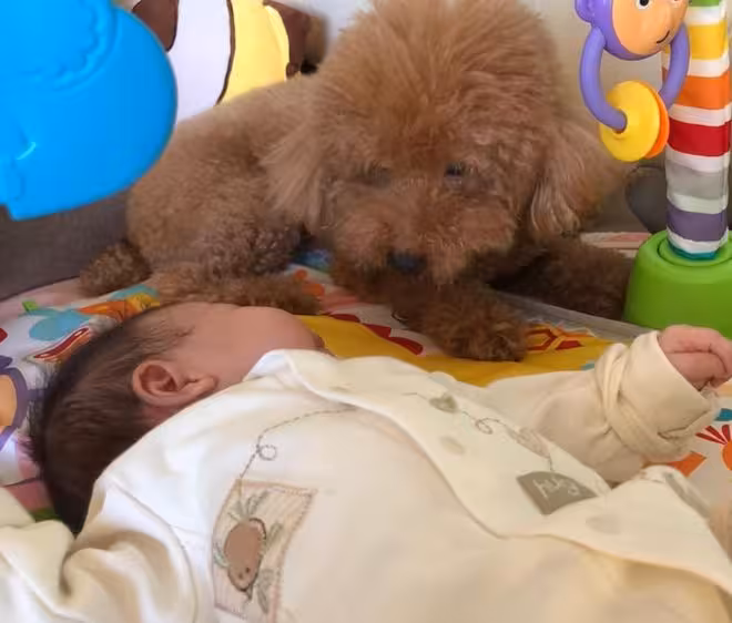 TVB知名花旦兩愛犬接連離世！傷感發文直呼「媽媽不捨得」！此事居然上內地熱搜引發討論！