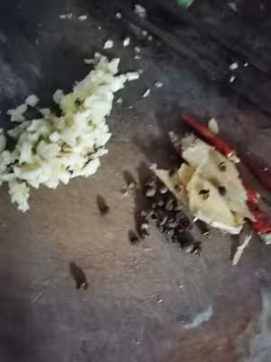 醋溜豆芽