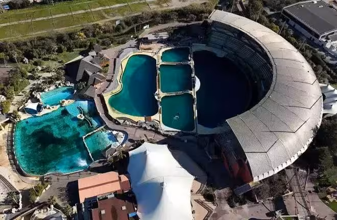 虎鯨母子困法國廢棄海洋公園,瀕死掙扎被拍,全球網友聲討