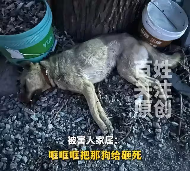 一條狗引發的血案：還原當時經過，細節太炸裂