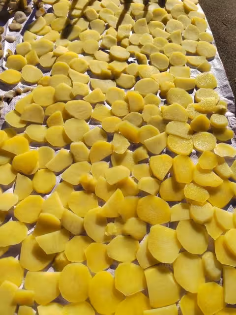 曬土豆乾