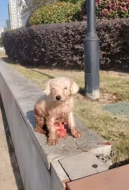 喪天良!溫州繁殖犬被剖腹取崽後丟棄,丟狗老闆帳號被扒