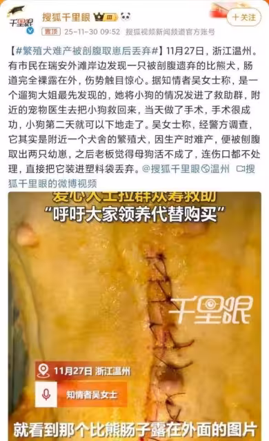喪天良!溫州繁殖犬被剖腹取崽後丟棄,丟狗老闆帳號被扒