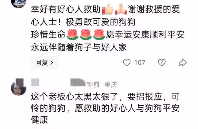 喪天良!溫州繁殖犬被剖腹取崽後丟棄,丟狗老闆帳號被扒