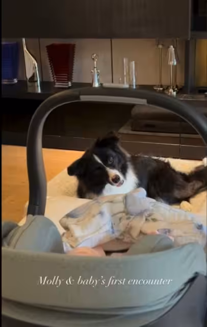 恭喜!前港姐季軍宣布生下女兒! 愛犬見到女兒驚奇!