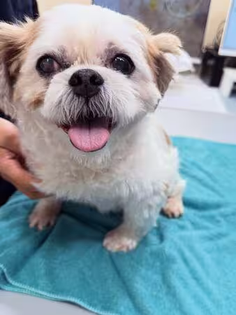 強震大亂!邵雨薇拉媽媽躲桌下…驚見愛犬「拉血虛脫」急奔醫院