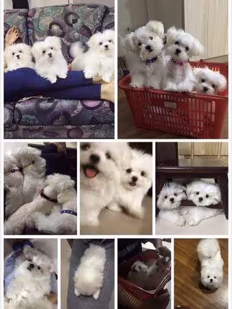 眼淚拌著飯吃!林萱瑜痛失「最後一隻愛犬」 Junior暖心守護惹鼻酸