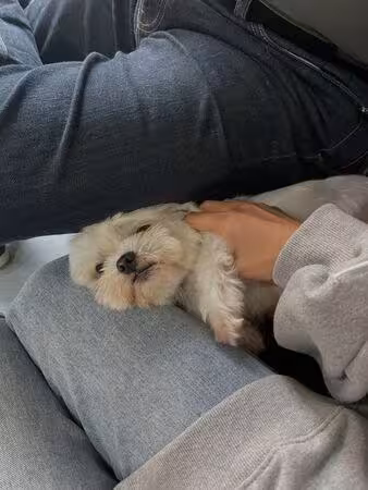 眼淚拌著飯吃!林萱瑜痛失「最後一隻愛犬」 Junior暖心守護惹鼻酸
