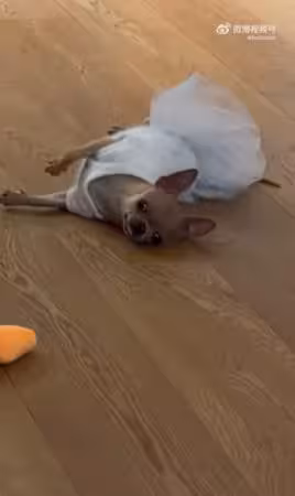 影帝家的狗也會演!孫儷愛犬裝死嚇瘋鄧超 網笑:連狗都是戲精