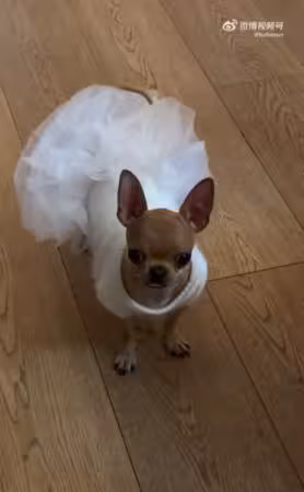 影帝家的狗也會演!孫儷愛犬裝死嚇瘋鄧超 網笑:連狗都是戲精