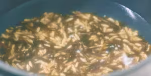 曼食慢語丨一周減脂食譜