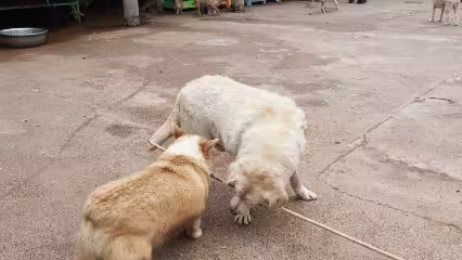 抱歉了各位，團隊準備解散了！