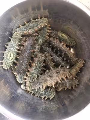 教你最正確好用的「海參泡發方法」