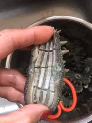 教你最正確好用的「海參泡發方法」